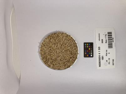 Click for 1 image(s) for this accession. SEED